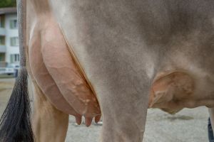 002Miss Regioschau Willisau BS Gustav TINA WTS-Genetics 8